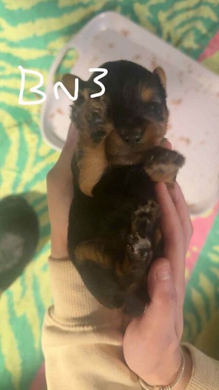 Yorkshire Terrier puppies for sale in Sandwell, West Midlands – 3 weeks old - Image 2 of 3