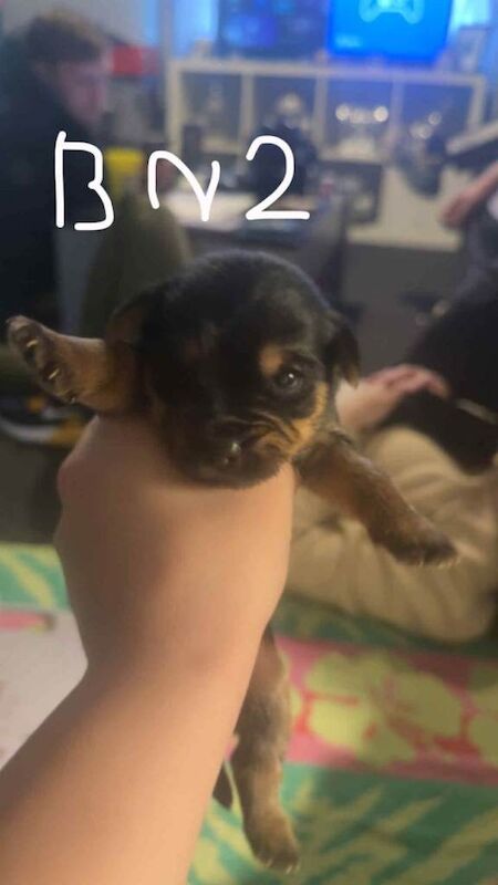 Yorkshire Terrier puppies for sale in Sandwell, West Midlands – 3 weeks old - Image 3 of 3
