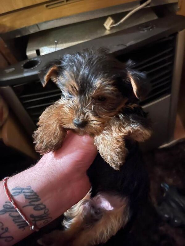 Yorkie Puppies For Sale