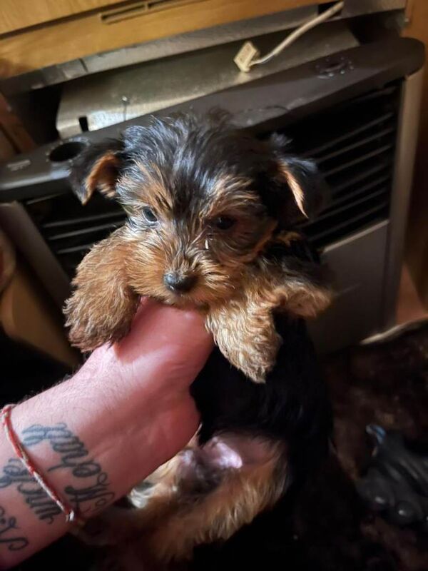 Yorkshire Terrier puppies for sale in Dalkeith, Midlothian – 9 weeks old - Image 2 of 4