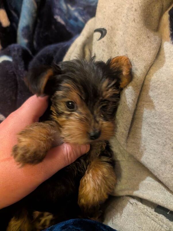 Yorkshire Terrier puppies for sale in Dalkeith, Midlothian – 9 weeks old - Image 3 of 4
