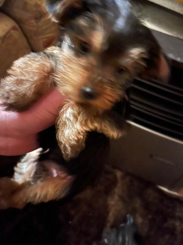 Yorkshire Terrier puppies for sale in Dalkeith, Midlothian – 9 weeks old - Image 4 of 4