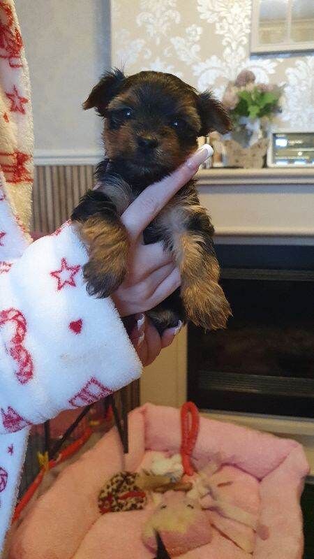 Yorkshire Terrier puppies for sale in Chesterfield, Derbyshire – 5 weeks old