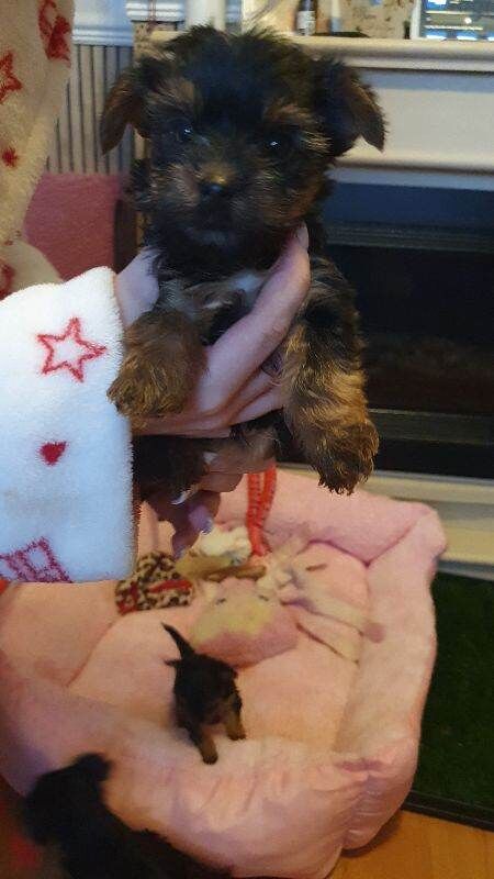 Yorkshire Terrier puppies for sale in Chesterfield, Derbyshire – 5 weeks old - Image 2 of 5
