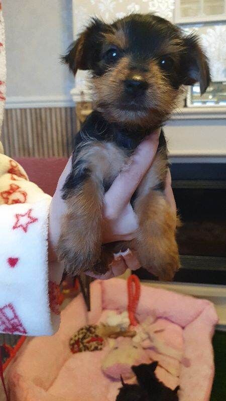 Yorkshire Terrier puppies for sale in Chesterfield, Derbyshire – 5 weeks old - Image 3 of 5