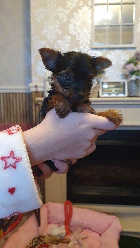 Yorkshire Terrier puppies for sale in Chesterfield, Derbyshire – 5 weeks old - Image 4 of 5