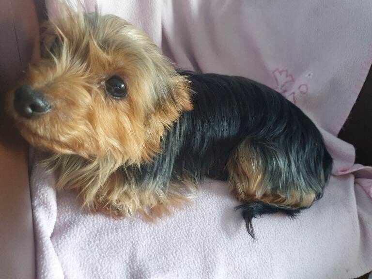Yorkshire Terrier puppies for sale in Chesterfield, Derbyshire – 5 weeks old - Image 5 of 5