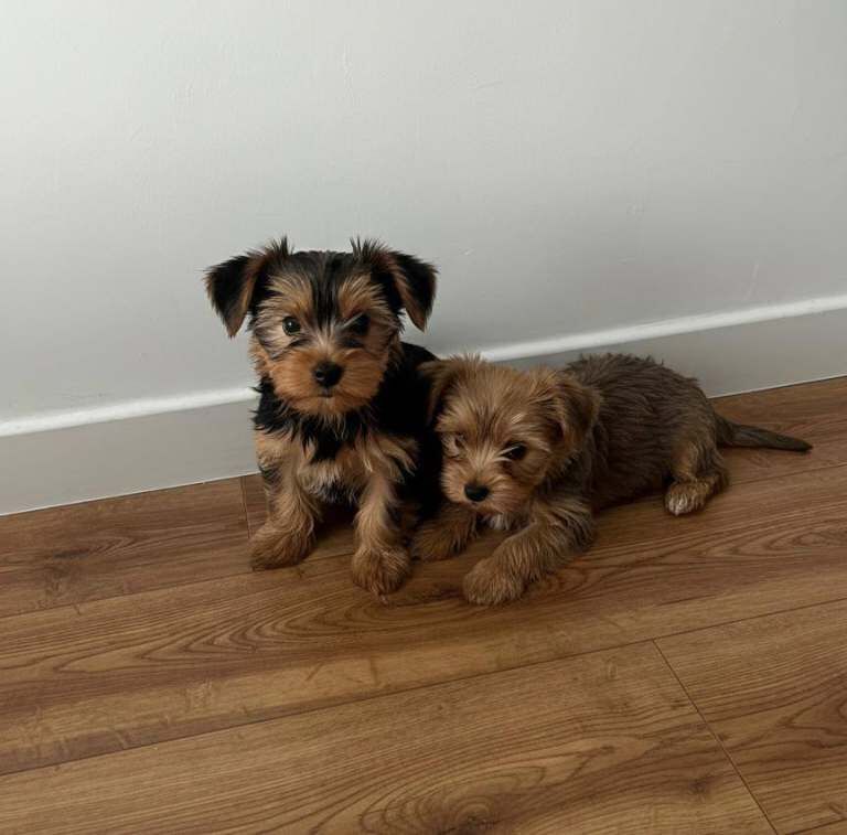 Yorkshire Terrier puppies for sale in Redbridge, London – 8 weeks old