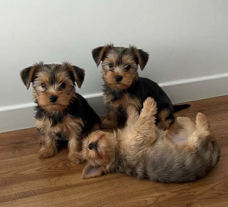 Yorkshire Terrier Puppies - Image 2 of 3