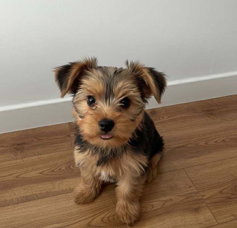 Yorkshire Terrier Puppies - Image 3 of 3