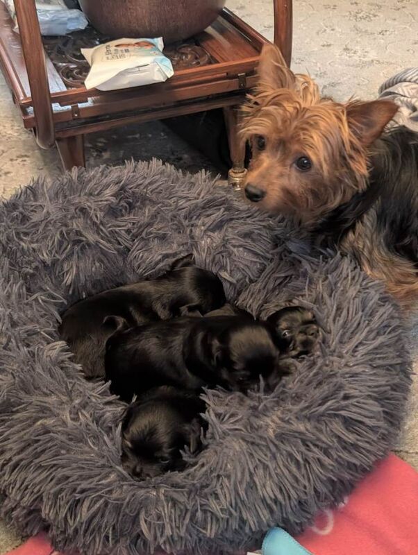 Yorkshire Terrier puppies for sale in Wakefield, West Yorkshire – 5 weeks old