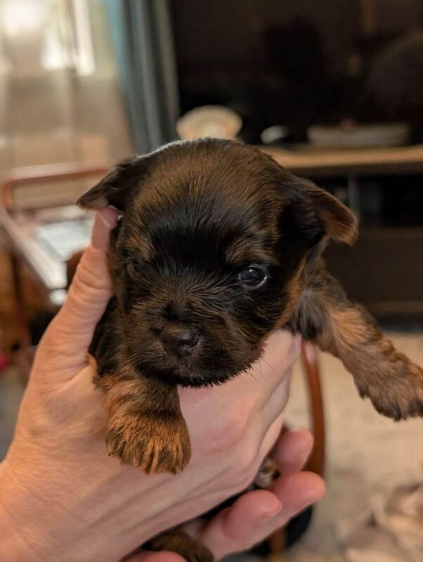 Yorkshire Terrier puppies for sale in Wakefield, West Yorkshire – 5 weeks old - Image 2 of 3