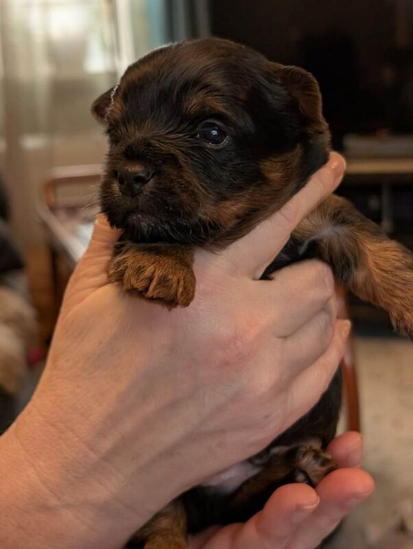 Yorkshire Terrier puppies for sale in Wakefield, West Yorkshire – 5 weeks old - Image 3 of 3