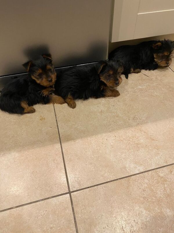 Yorkshire Terrier puppies for sale in Cookstown, County Tyrone – 7 weeks old