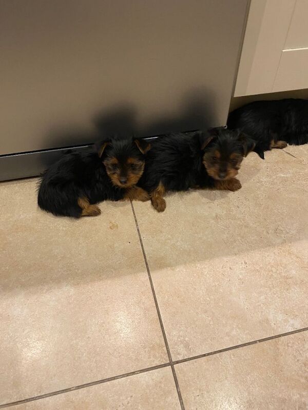 Yorkshire terrier puppies - Image 2 of 5
