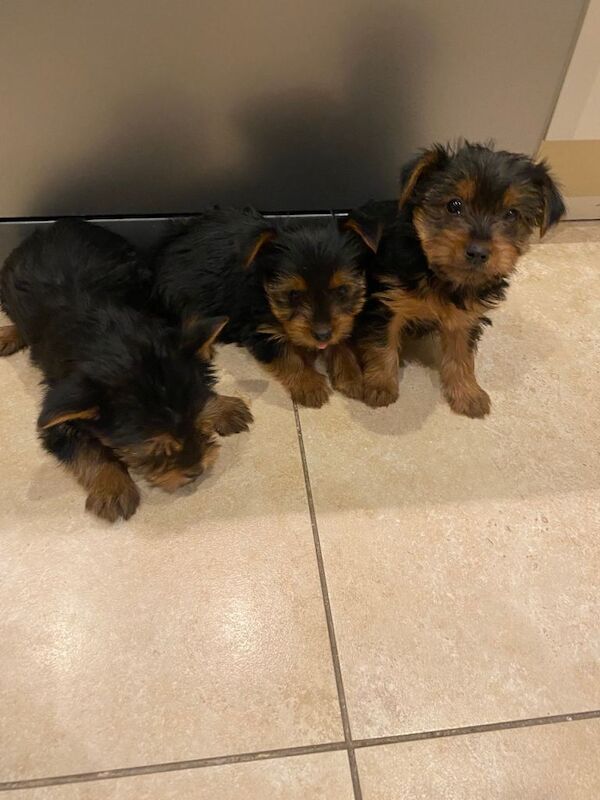 Yorkshire terrier puppies - Image 3 of 5