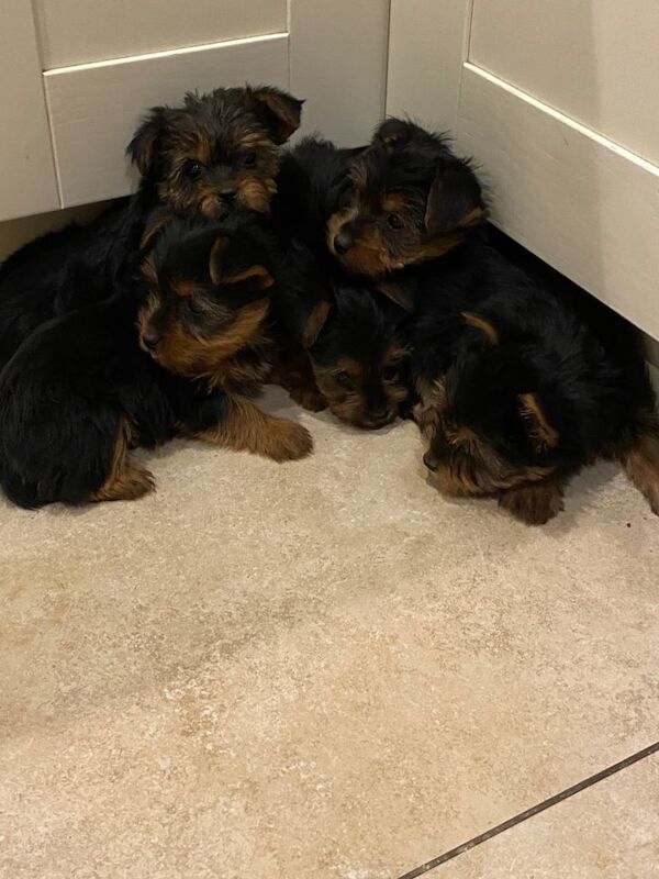 Yorkshire terrier puppies - Image 4 of 5