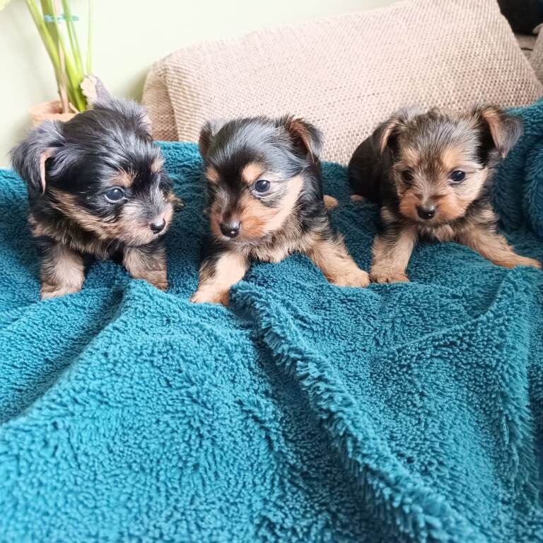 Yorkshire Terrier puppies for sale in Shirebrook, Derbyshire – 5 weeks old