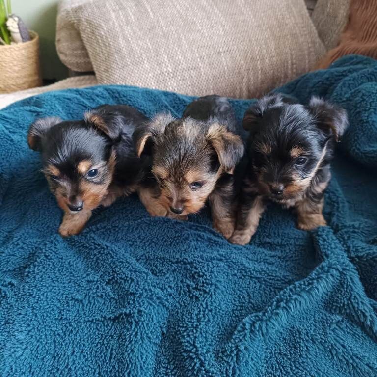 Yorkshire terrier puppies - Image 2 of 6