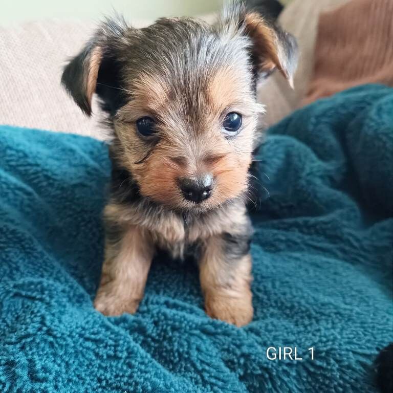 Yorkshire terrier puppies - Image 3 of 6