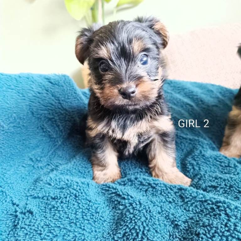 Yorkshire terrier puppies - Image 4 of 6