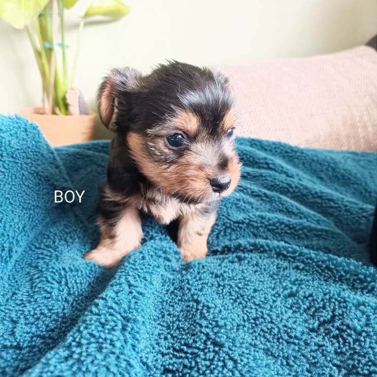 Yorkshire terrier puppies - Image 5 of 6