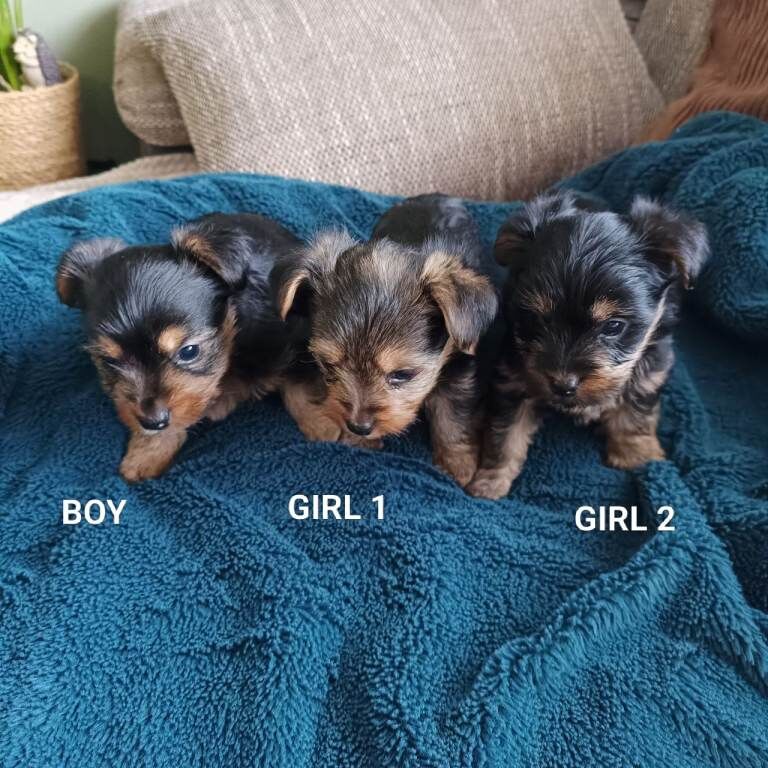 Yorkshire terrier puppies - Image 6 of 6