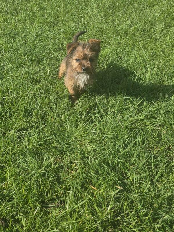 Yorkshire Terrier Puppies For Sale Under £1,000