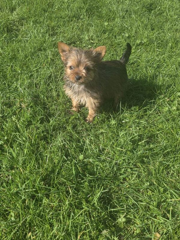 Yorkshire terrier puppies - Image 2 of 3