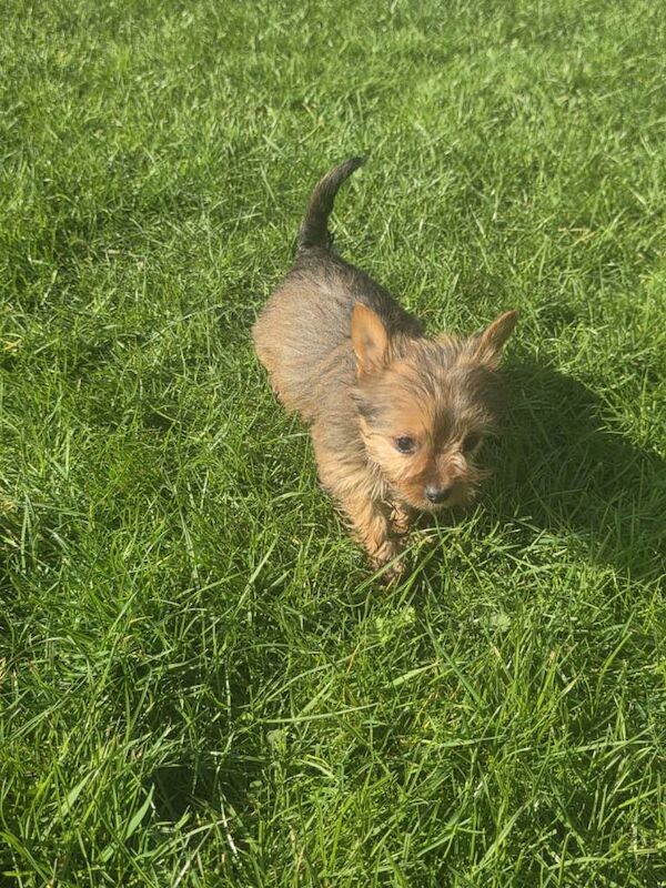 Yorkshire terrier puppies - Image 3 of 3