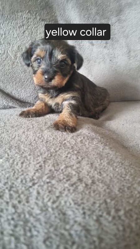 Yorkshire Terrier Puppies For Sale Under £1,000