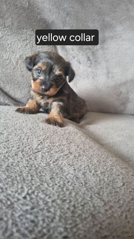 Yorkshire terrier puppies - Image 2 of 6