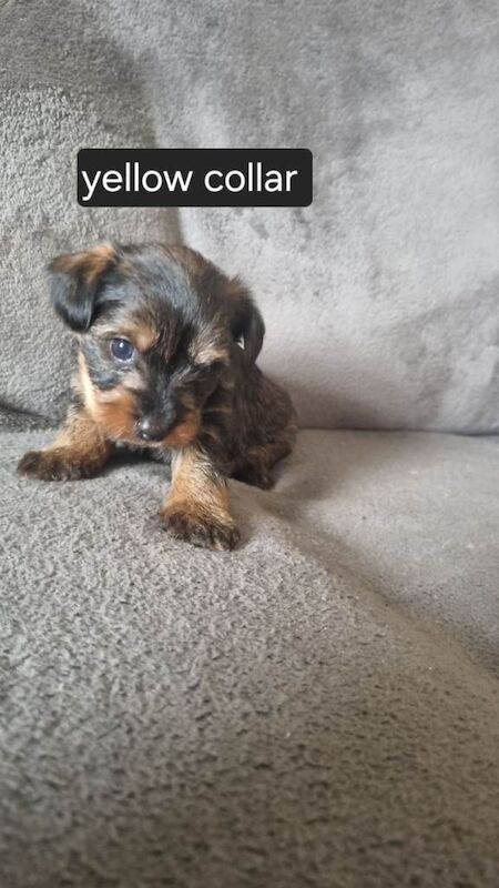Yorkshire terrier puppies - Image 3 of 6