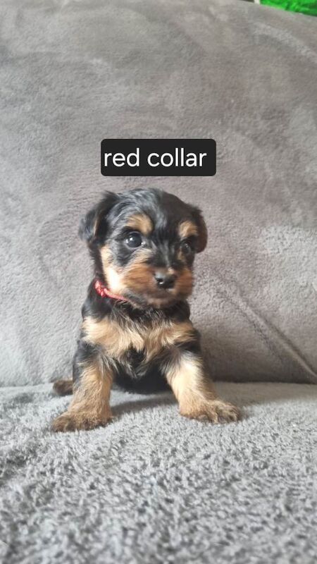 Yorkshire terrier puppies - Image 4 of 6