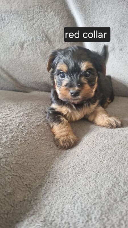 Yorkshire terrier puppies - Image 5 of 6