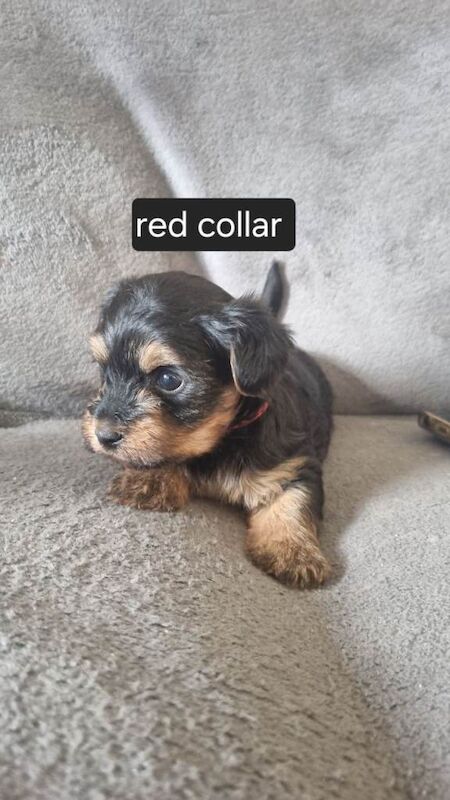 Yorkshire terrier puppies - Image 6 of 6