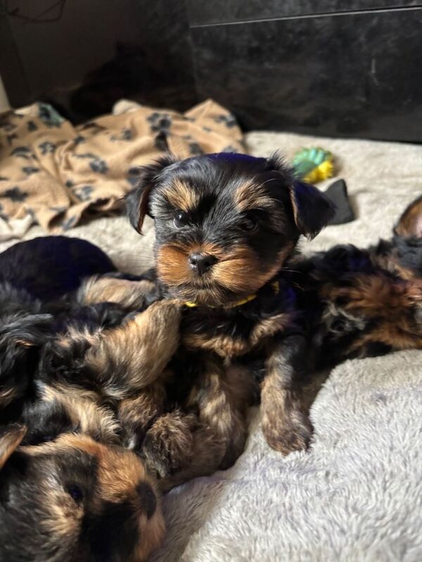 Yorkshire terrier puppies