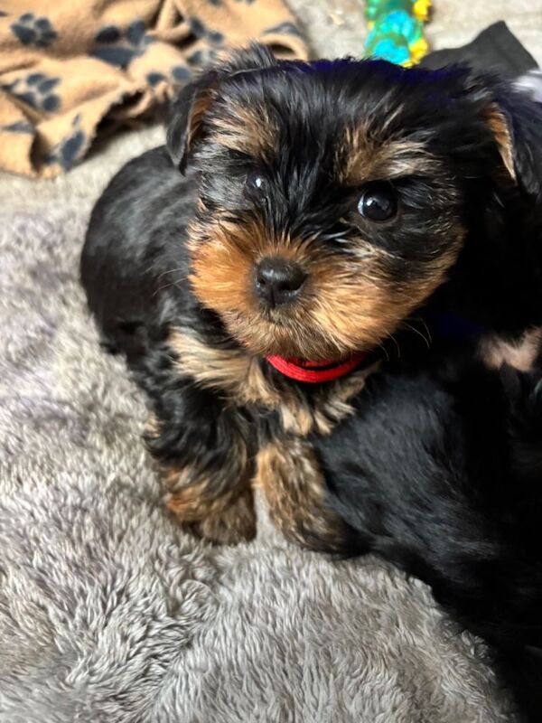 Yorkshire terrier puppies - Image 2 of 3