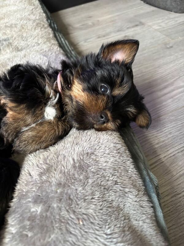 Yorkshire terrier puppies - Image 3 of 3