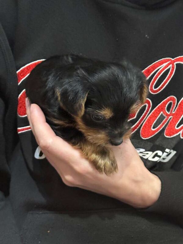 Yorkshire Terrier Puppies