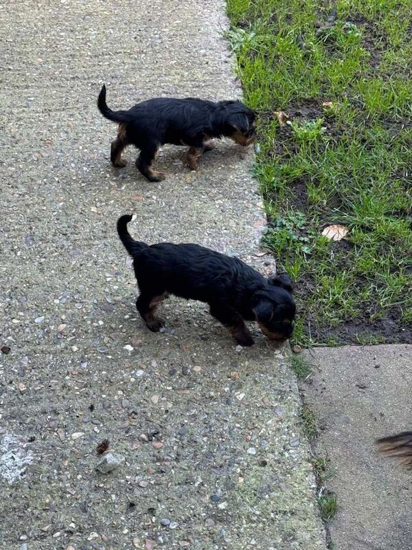 Yorkshire Terrier Puppies - Image 2 of 5