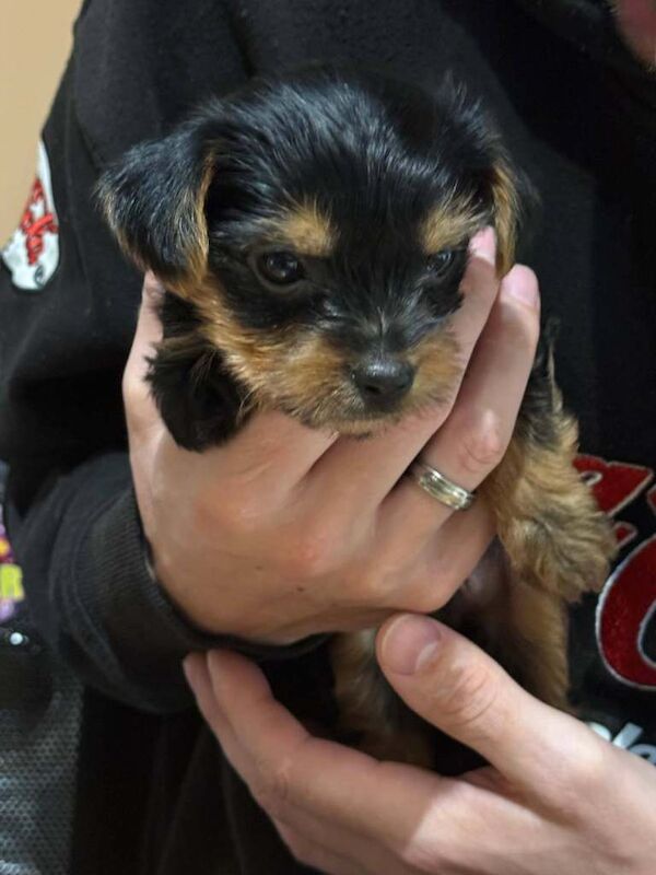 Yorkshire Terrier Puppies - Image 3 of 5