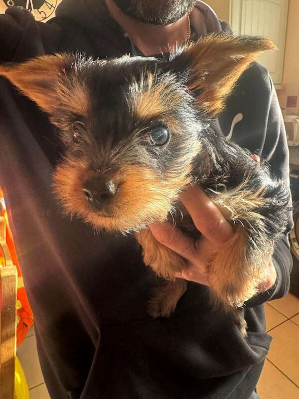 Yorkshire Terrier Puppies - Image 4 of 5