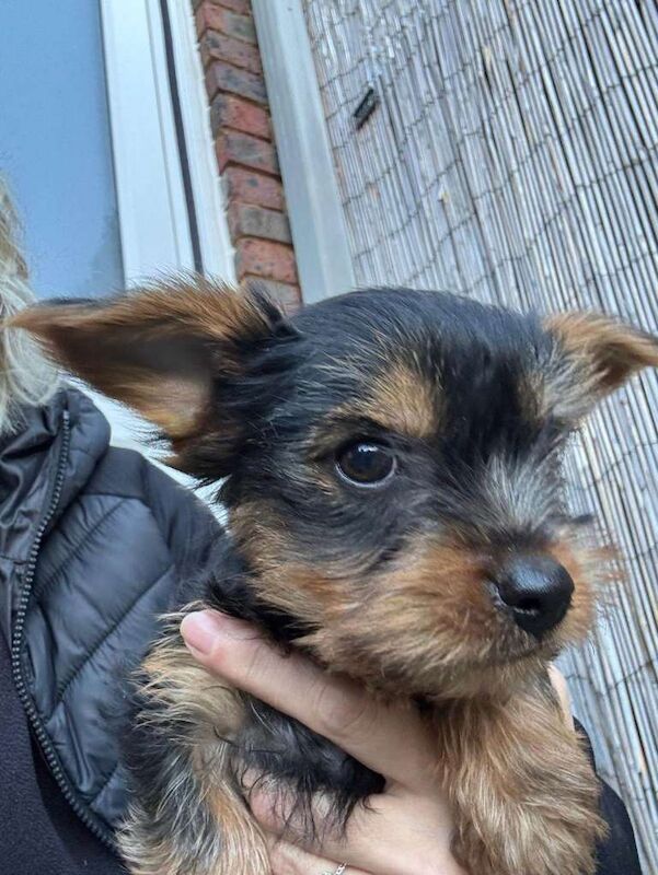 Yorkshire Terrier Puppies - Image 5 of 5
