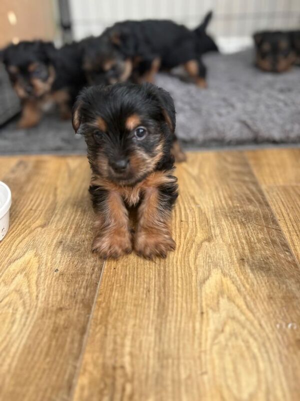 Yorkshire Terrier Puppies