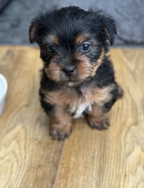 Yorkshire Terrier Puppies - Image 2 of 3