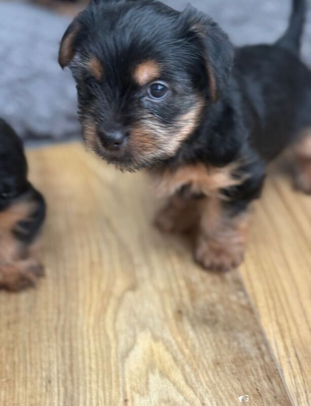 Yorkshire Terrier Puppies - Image 3 of 3