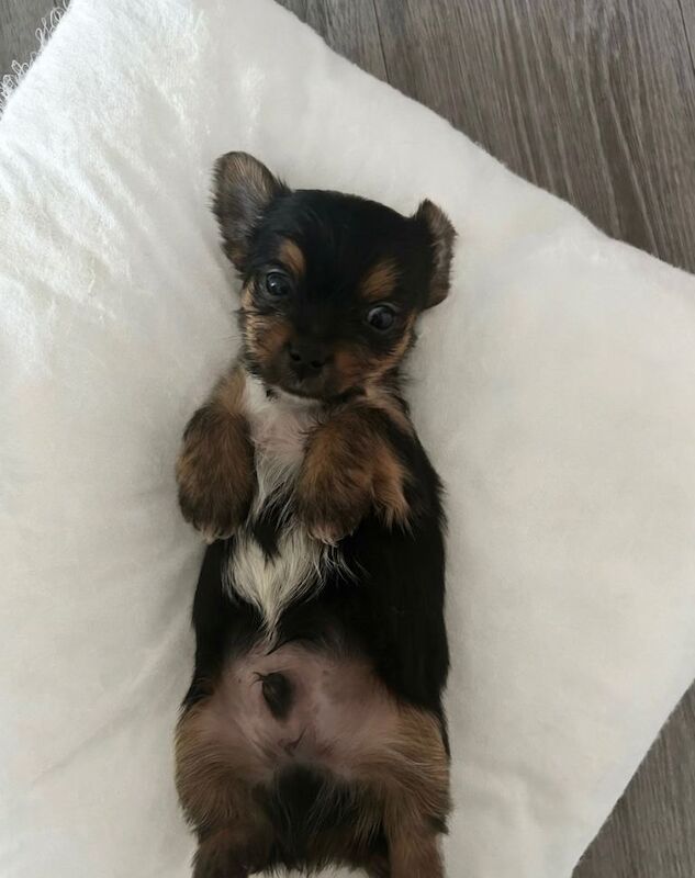 Yorkshire Terrier Puppies For Sale Under £1,000