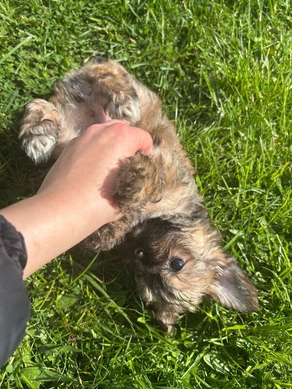 Yorkshire Terrier Puppies - Image 2 of 6