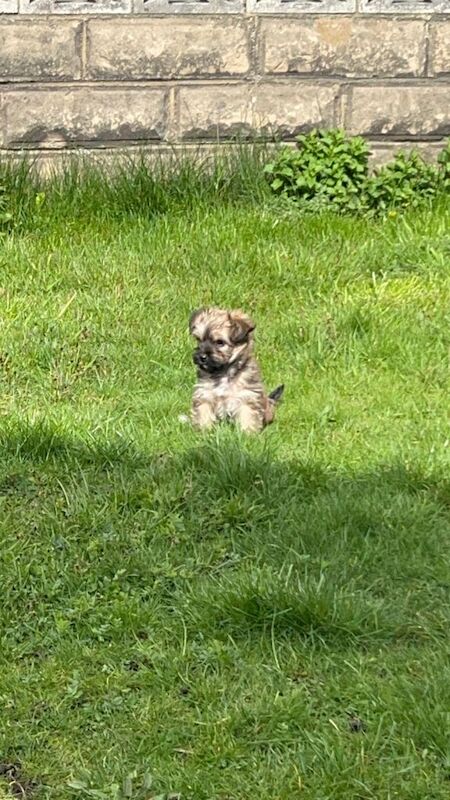 Yorkshire Terrier Puppies - Image 3 of 6